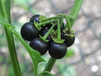 Solanum nigrum 